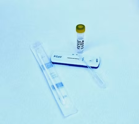 Felint Coronavirus FCoV Ag