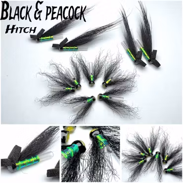 Black Peacock - Hitch