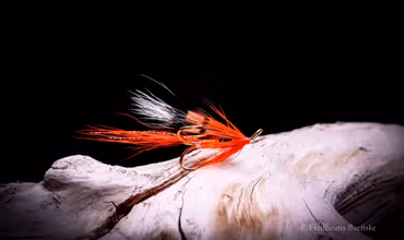 Ally's Shrimp treble krok