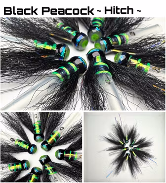 Black Peacock - Hitch