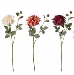 Dahlia rost rosa
