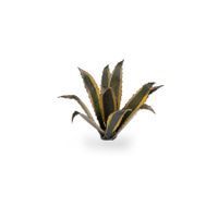 Agave