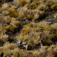 Marshland Set - Wild