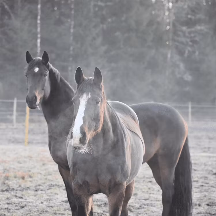 Häst - EQ SHOP - allt för dina fritidsintressen