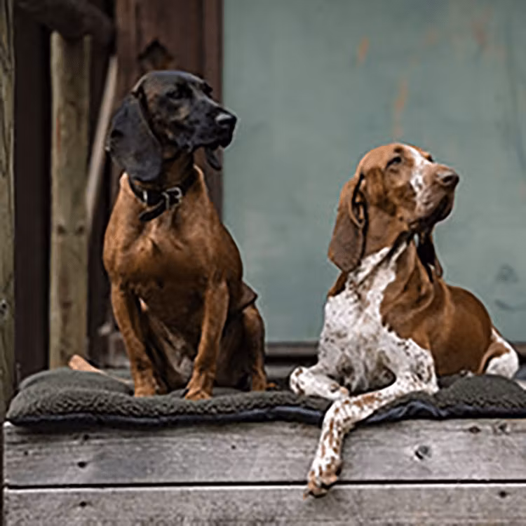Hund - EQ SHOP - allt för dina fritidsintressen