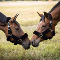 BACK ON TRACK "Audrey" Grimma Fleece