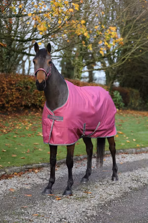 Bucas Freedom Stable - 300g : Raspberry - Forhåndsbestill nå!