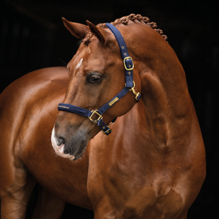 HS Grime "Equestrian Life"
