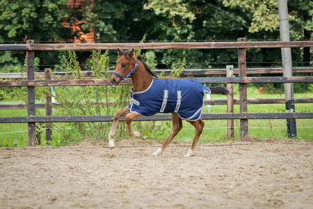 Bucas Foal Turnout - Dekken 50g