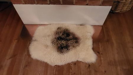 Fårfäll, äggskalsvit med brun, stor fläck på ryggen
