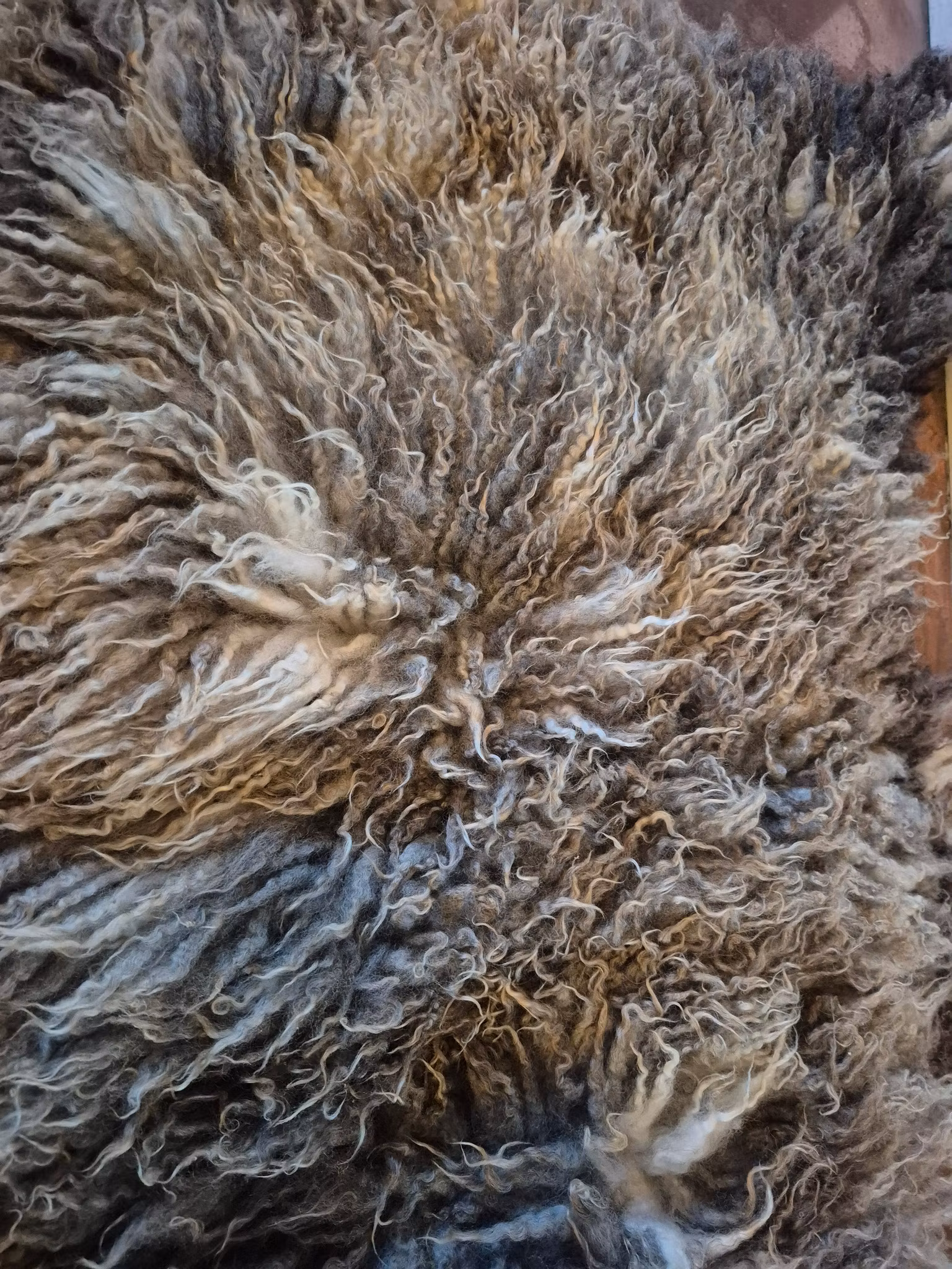 Spräcklig fårfäll med mjuka våffelockar