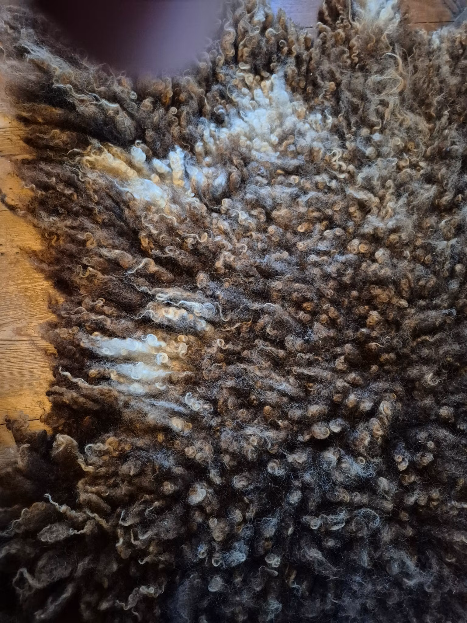 Fårfäll, chokladbrun med några ljusare partier