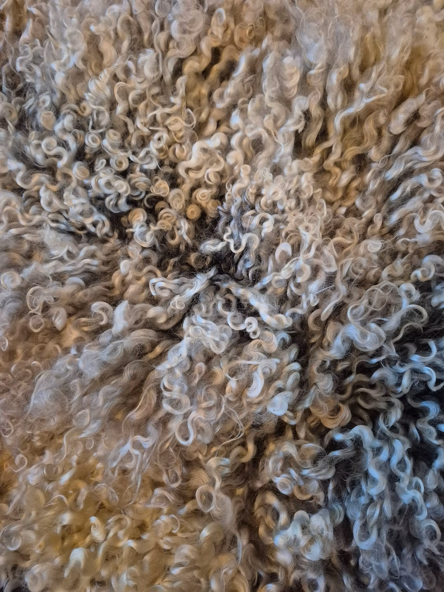 Fårfäll med mörk botten och grå/vita lockar