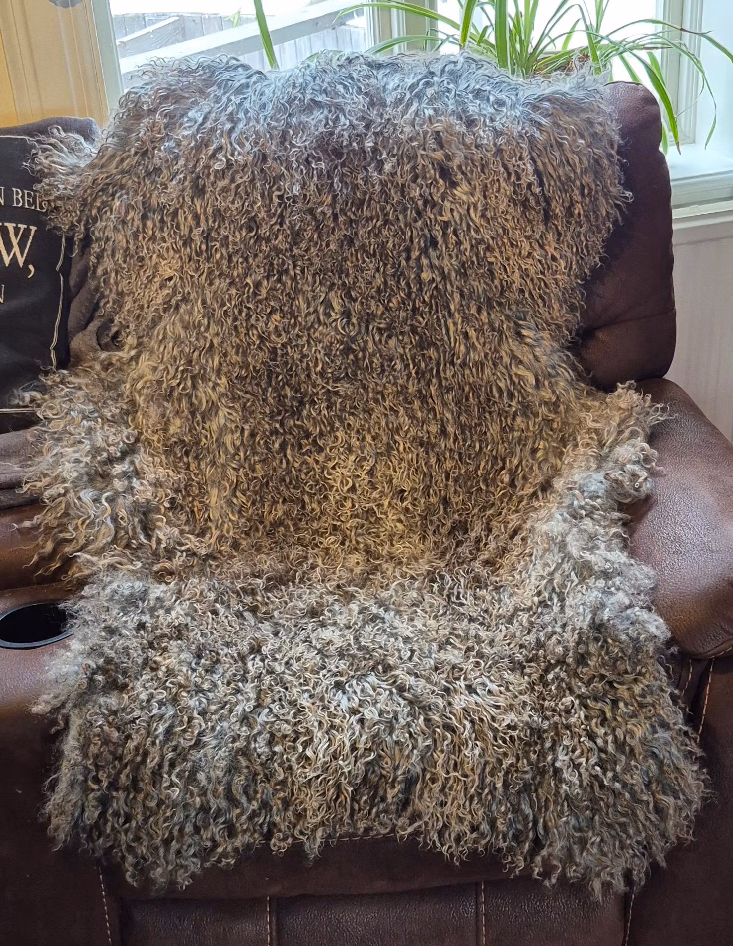 Fårskinn, silvergrå med kopparfärgade toppar