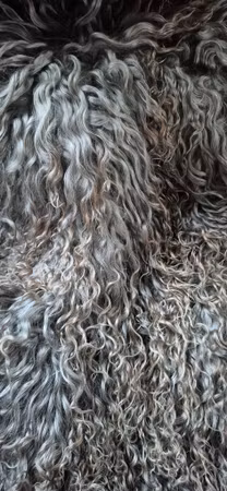 Fårskinn, silvergrå med kopparfärgade toppar