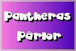 Pantheras Pärlor