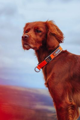 Non-Stop Cruise Collar, Orange, S