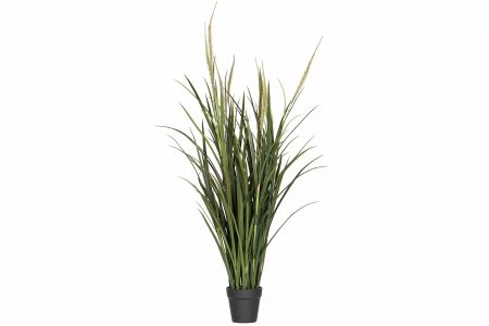 Dunborstgräs 100cm