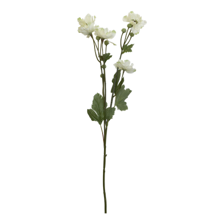 Fleur Fransk Anemon