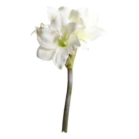 Fleur Amaryllis med snö & glitter