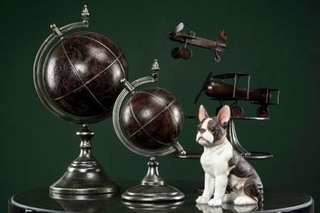 Hund Fransk Bulldog Poly