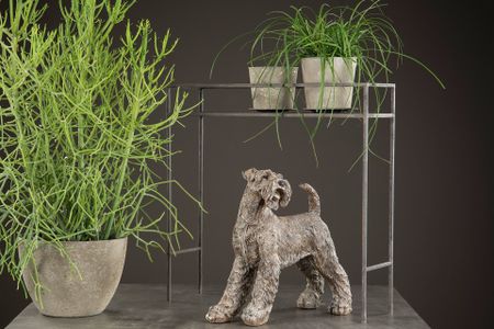 Hund Schnauzer Poly