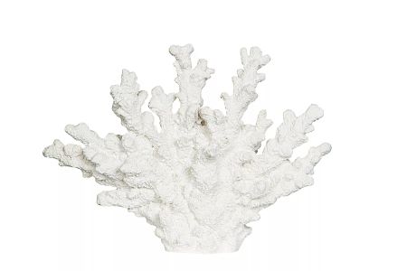 Korall Poly Vit