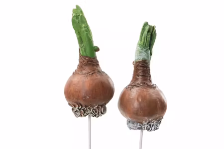 Blomsterlök Hänge Natur Poly