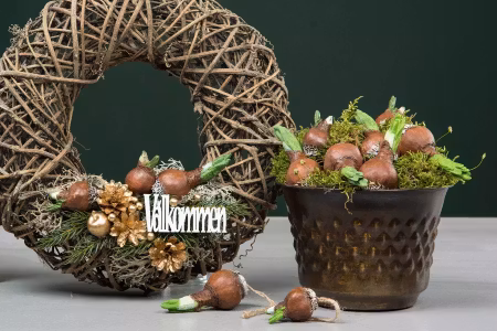 Blomsterlök Hänge Natur Poly