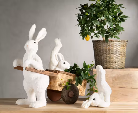 Hare Workout Vit