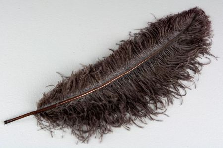 Strutsfjäder Mörkbrun