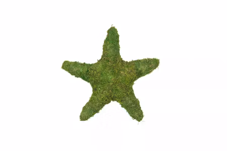 Mossstjärna
