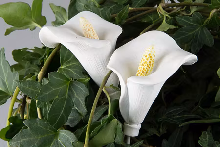 Blomma Stick Kalla Vit Poly