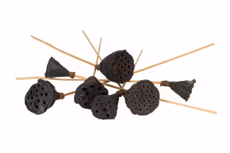 Lotus Mini Stick