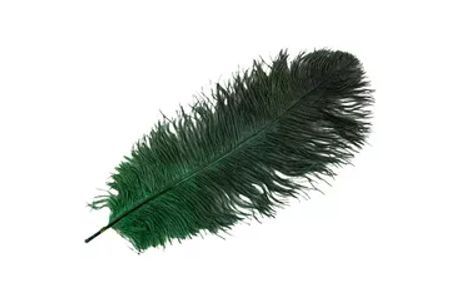 Strutsfjäder Grön