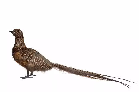 Fasan Höna