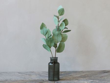 Fleur Eukalyptus gren
