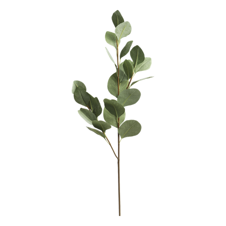 Fleur Eukalyptus gren