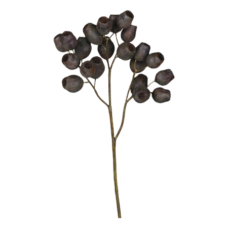 Fleur Eukalyptus bukett