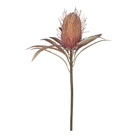 Fleur Protea