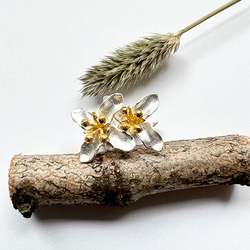 Örhängen Stjärnöga - Silver/Guld