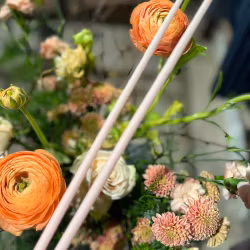 Smala Blomljus, Dimrosa