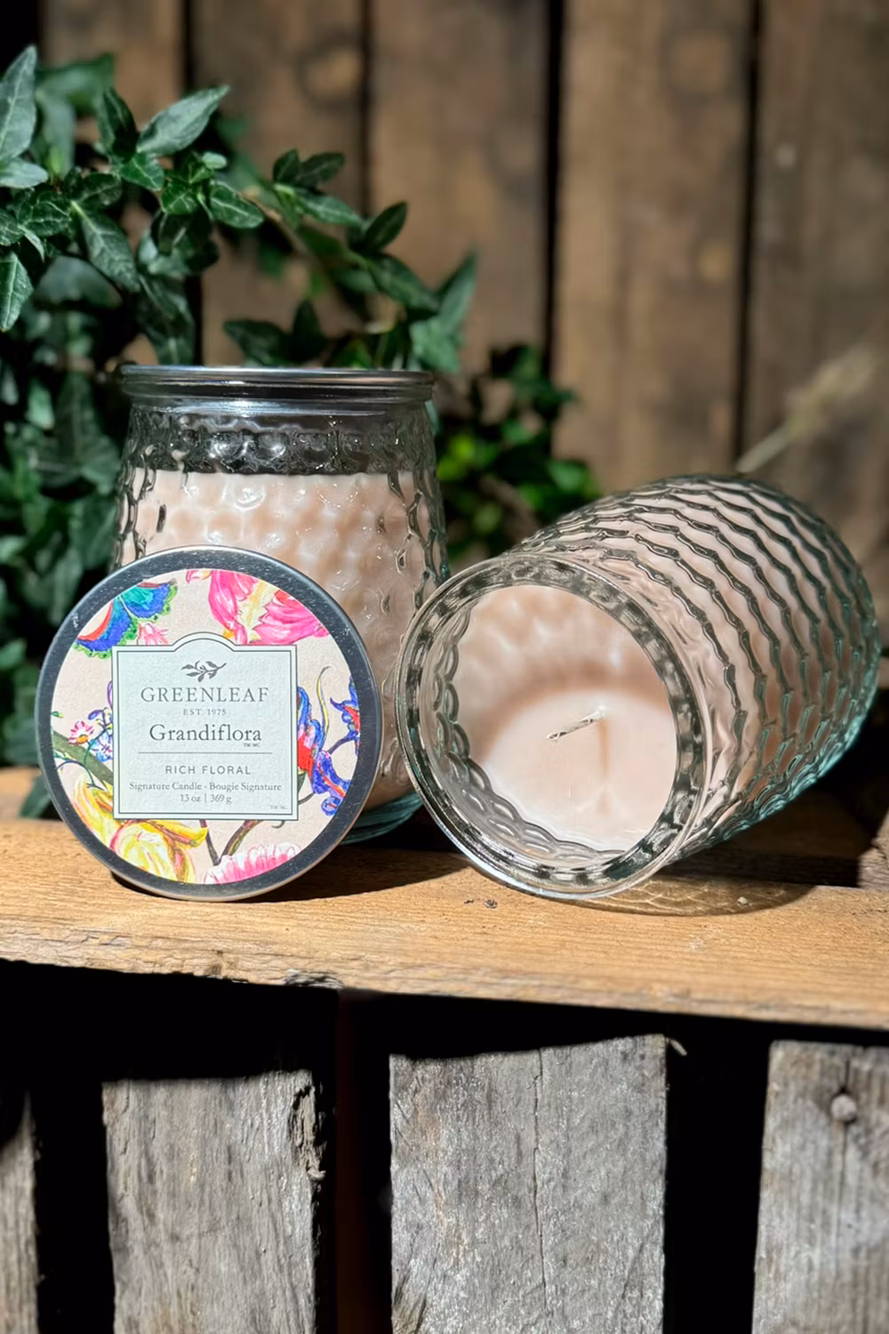 Doftljus Greenleaf - Grandiflora