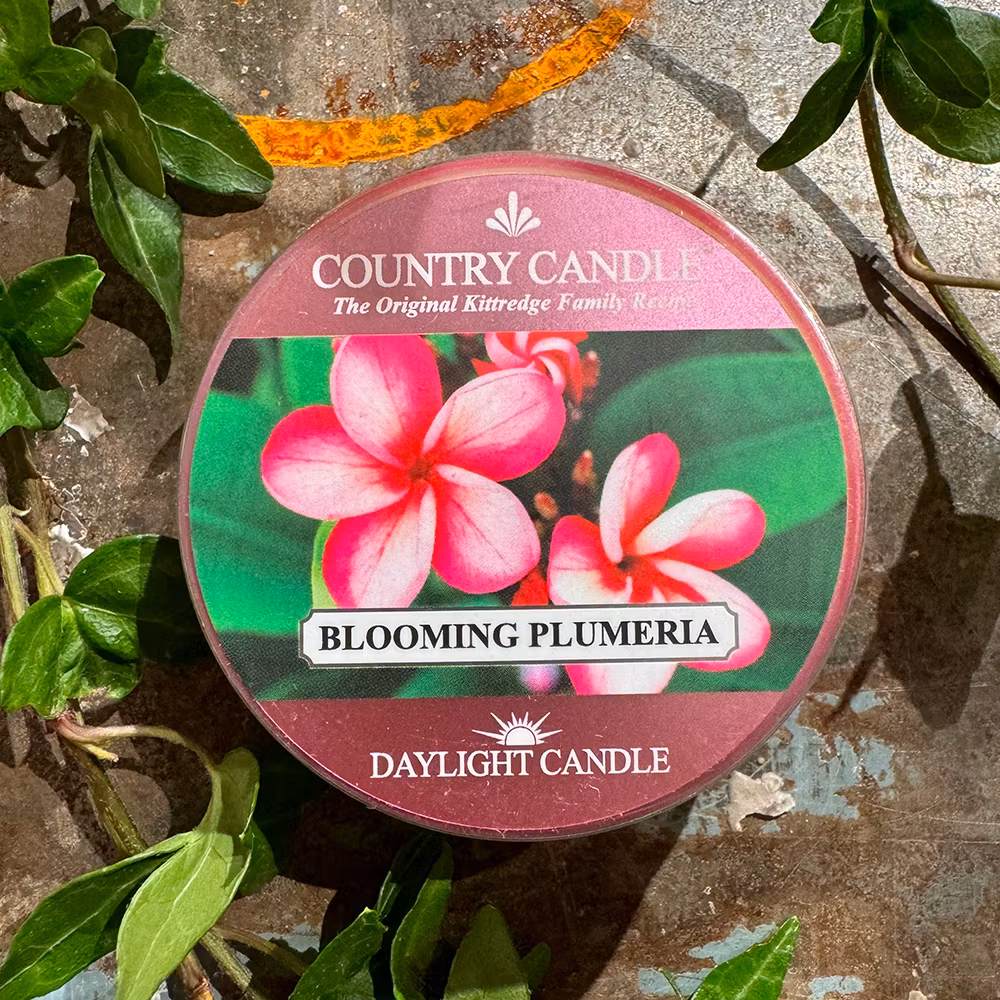 Blooming Plumeria