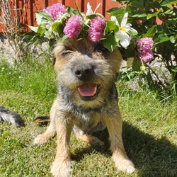 Genomförd Bind din egen midsommarkrans!