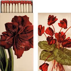 Tändstickor med Amaryllis