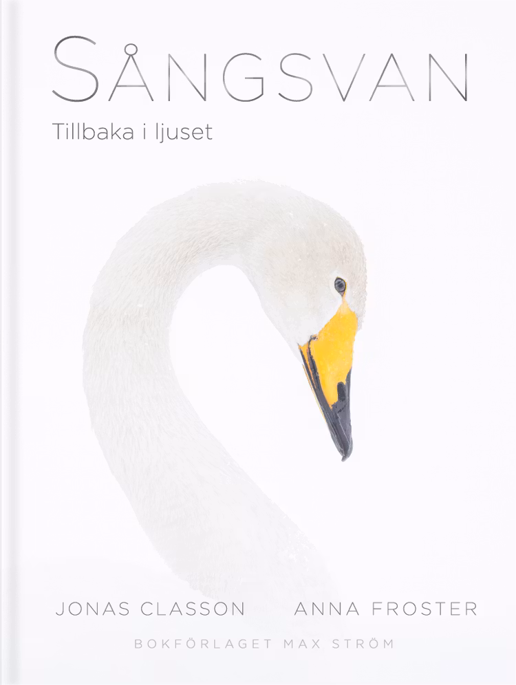Sångsvan : Tillbaka i ljuset - finns i Rutströms bokhandel
