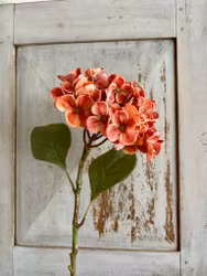 Hortensia röd
