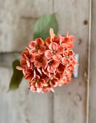 Hortensia röd