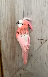 Undulat rosa